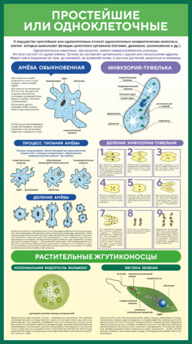 Стенд по биологии Простейшие или одноклеточные